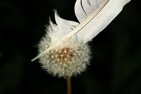 striking dandelion flower