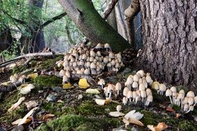 lot of mushrooms at tree