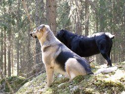 two big dogs on hill at forest