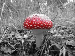 mushroom amanita forest red