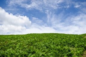 large field of green fern on a sunny day