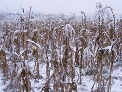 Picture of wintry field