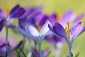 Purple crocuses closeup