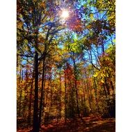 bewitching fall autumn
