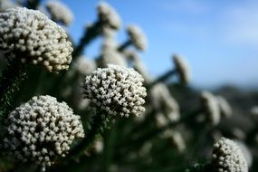 Fynbos is a small belt of natural shrubland