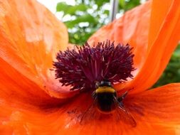 delightful beauty poppy flower close-up on blurred background