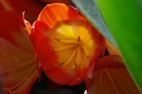 tulips in sunshine close-up
