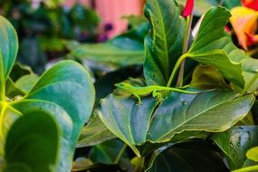 emerald lizard among green leaves