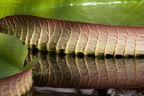 giant water lily leaves reflection