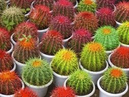 cactuses in pots with colorful needles