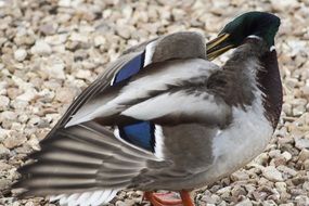 duck hides his beak behind a wing