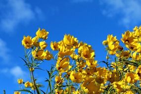 yellow wildflowers at bright blue sky