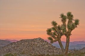 joshua tree sunset landscape desert