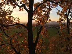 tree with yellow leaves on the branches in autumn