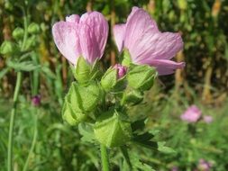 incomparable malva alcea