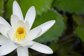 White aquatica plant