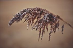 macro of phragmites plant