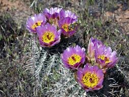 cactus blossom in a desert