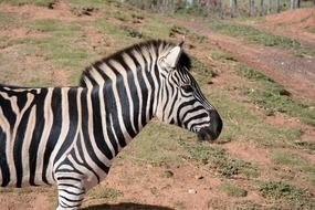 Zebra in wildlife