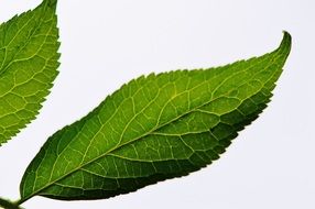 green leaf on the white background