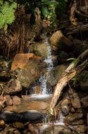 stream forest waterfall