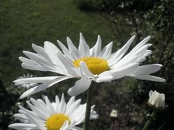 marguerite flowers in summer