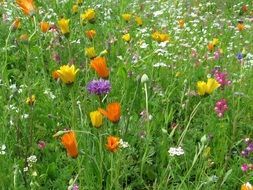 summer meadow wild flowers