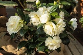 White natural flowers