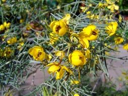 yellow flowered plant in spring