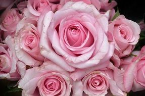 adorable pink roses bouquet close-up