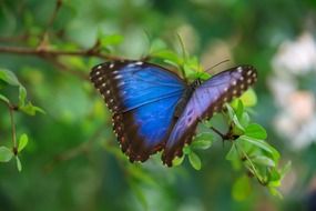 blue butterfly on green branch close-up on blurred background