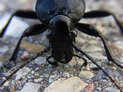 closeup photo of black dangerous beetle