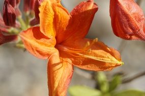 orange azalea blossom