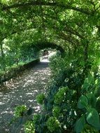 green pergola in the garden