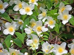 Mock oranges, blooming shrub