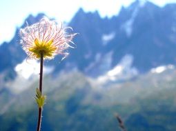 mountain flower close-up on blurred background