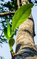 young green shoots on a tree trunk close up