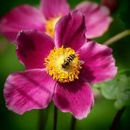 Wasp on a yellow and pink flower