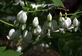 white flowers plants bleeding heart