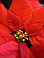 poinsettia flowe