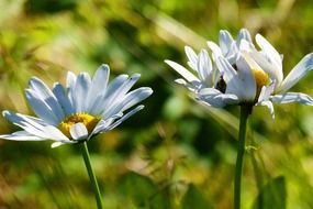 splendiferous blue daisy flower