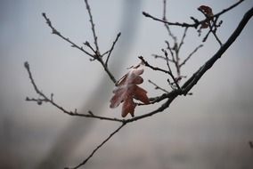 A tree branch with a dry leaf in the fog