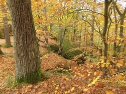 autumn forest for hiking