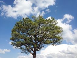 lonely tree with lush green crowns on a sunny day