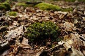 extraordinarily beautiful moss forest