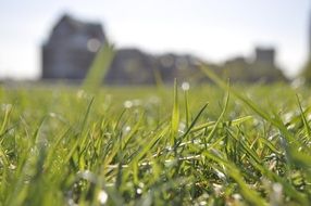 Green grass on the lawn