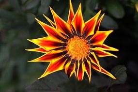photo of bright yellow-orange flower