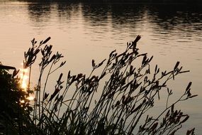 tall marsh grass on the shore of a calm lake
