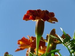 bottom view of the Turkish carnation against the sky