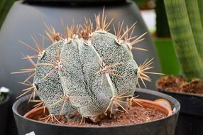 cactus potted plant